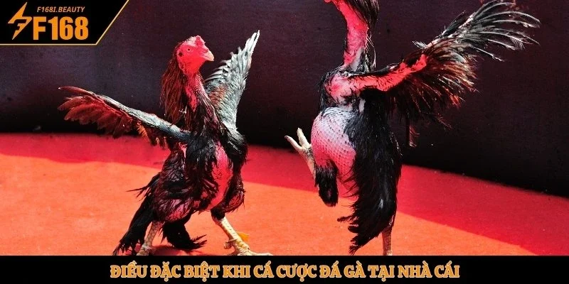 Điều đặc biệt khi cá cược đá gà tại nhà cái