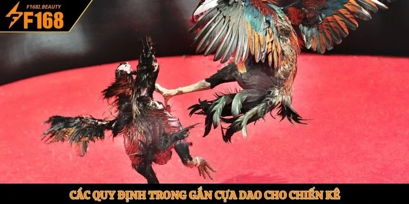 Các quy định trong gắn cựa dao cho chiến kê