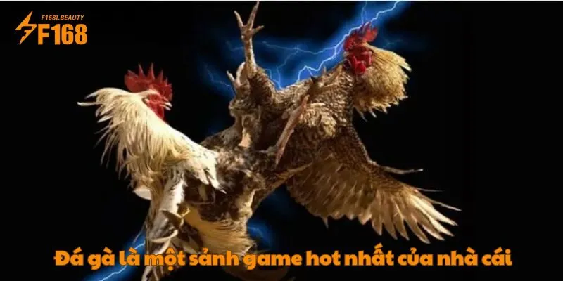 Đá gà là một sảnh game hot nhất của nhà cái